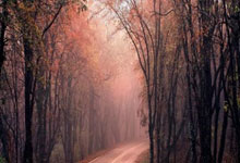 拜仁慕尼黑：逆境中的王者风范，淘汰赛的蓝色狂潮